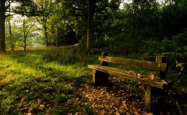 Westonbirt Arboretum Bench