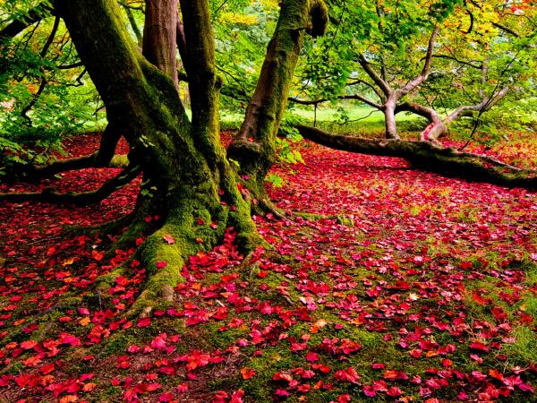 Westonbirt Carpet of Leaves