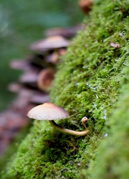 Westonbirt Mushroom