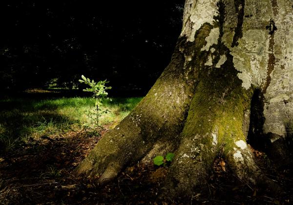 Young and Old, Westonbirt